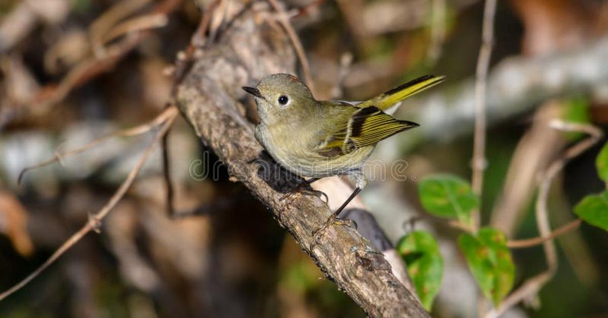 Elegant portrayal of the Ruby-Crowned Kinglet, also known as Corthylio Calendula.