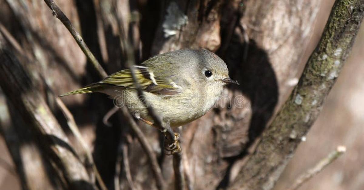 Glimpse of the Ruby-Crowned Kinglet, known in the scientific community as Corthylio Calendula.