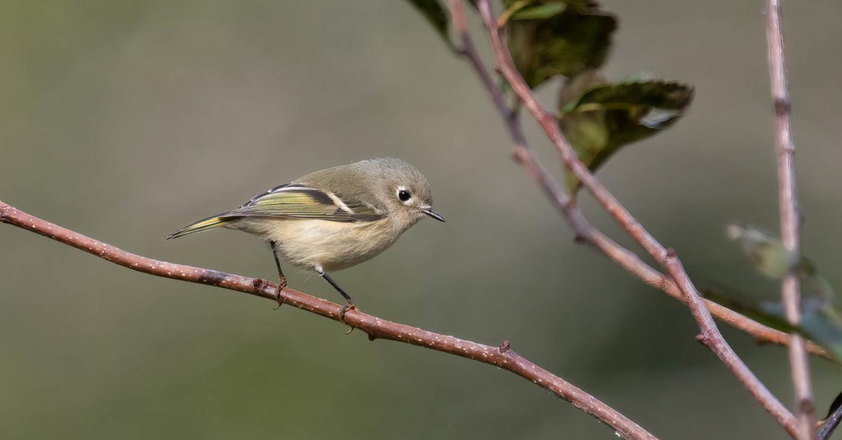 Striking appearance of the Ruby-Crowned Kinglet, known in scientific circles as Corthylio Calendula.