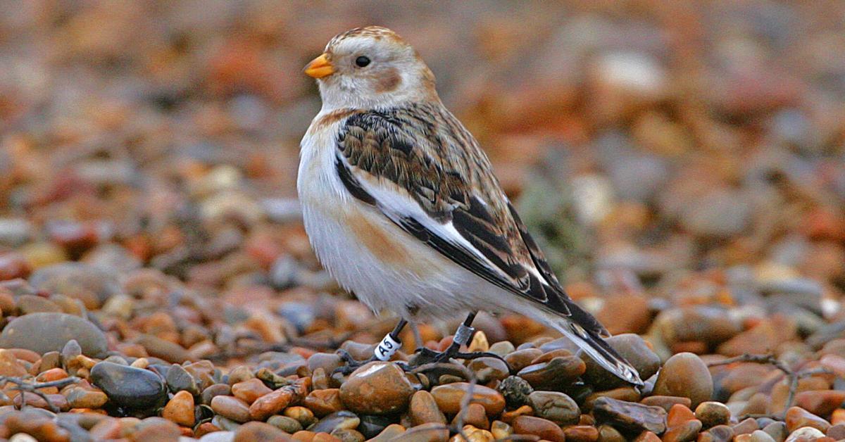 Unique portrayal of the Snow Bunting, also called Burung Salju in Bahasa Indonesia.