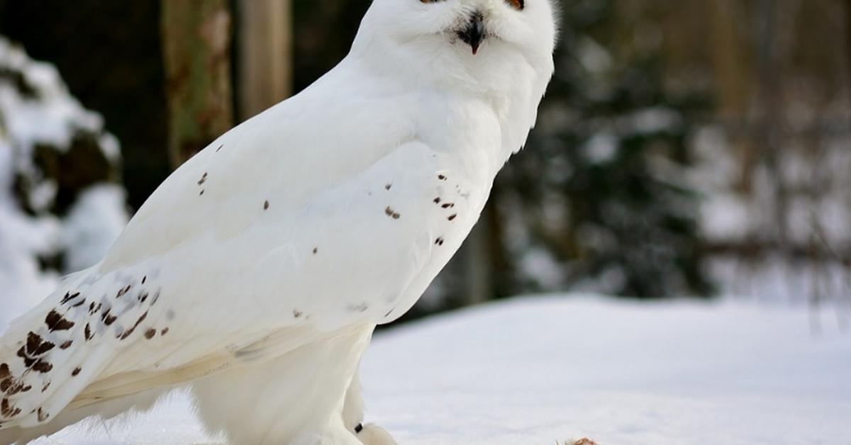 Captured moment of the Snow Bunting, in Indonesia known as Burung Salju.