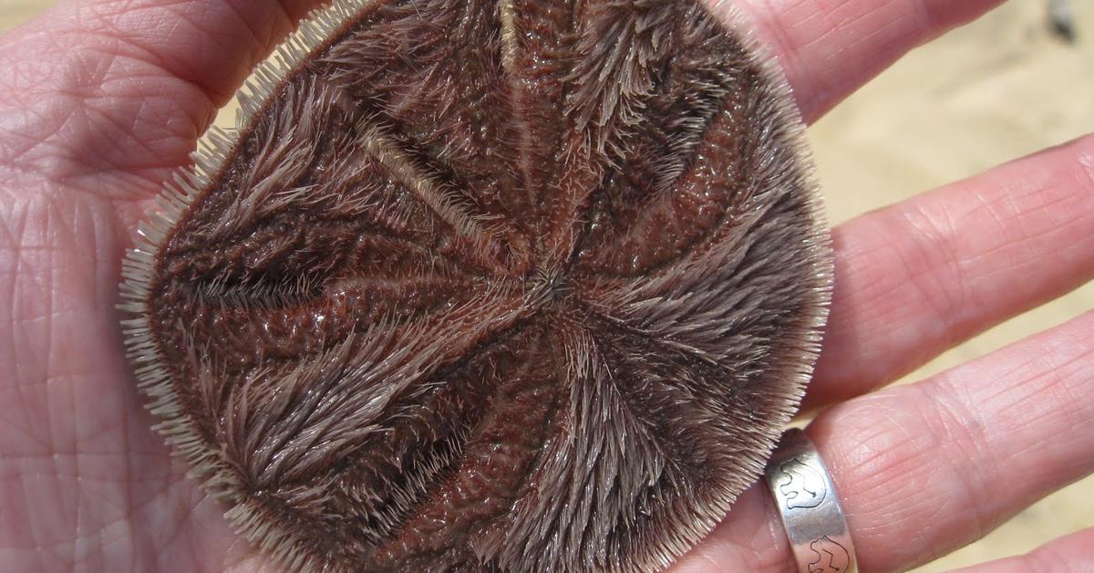 Visual of Sand Dollar, or Dolar Pasir in Indonesian, showcasing its beauty.