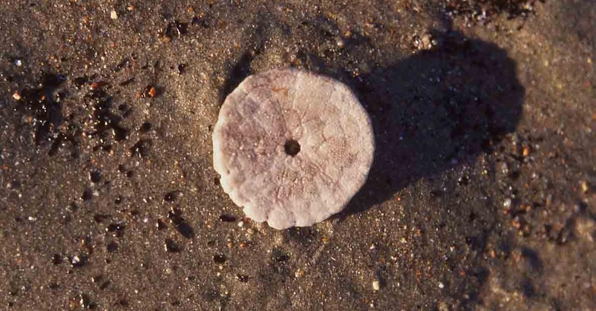 Captivating presence of the Sand Dollar, a species called Echinarachniidae.