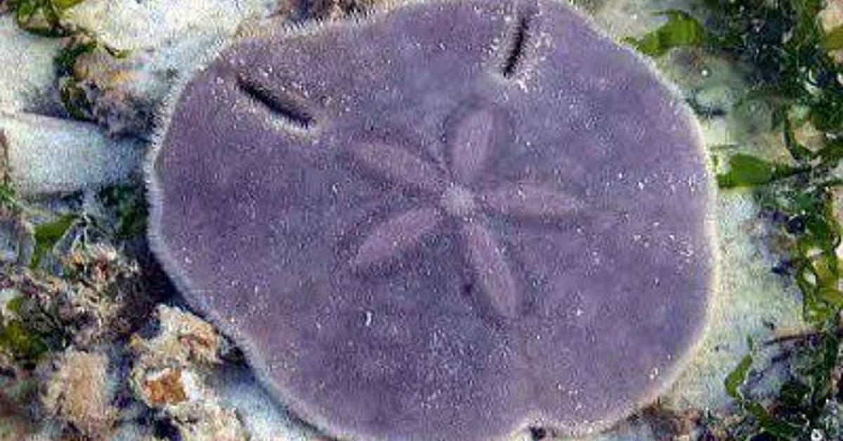 Stunning image of the Sand Dollar (Echinarachniidae), a wonder in the animal kingdom.