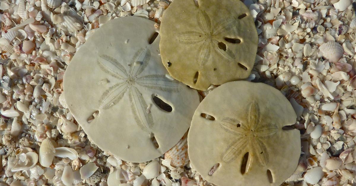 Photogenic Sand Dollar, scientifically referred to as Echinarachniidae.