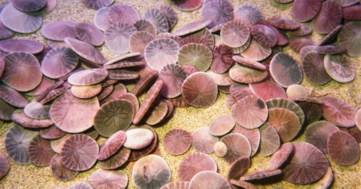 Close encounter with the Sand Dollar, scientifically called Echinarachniidae.