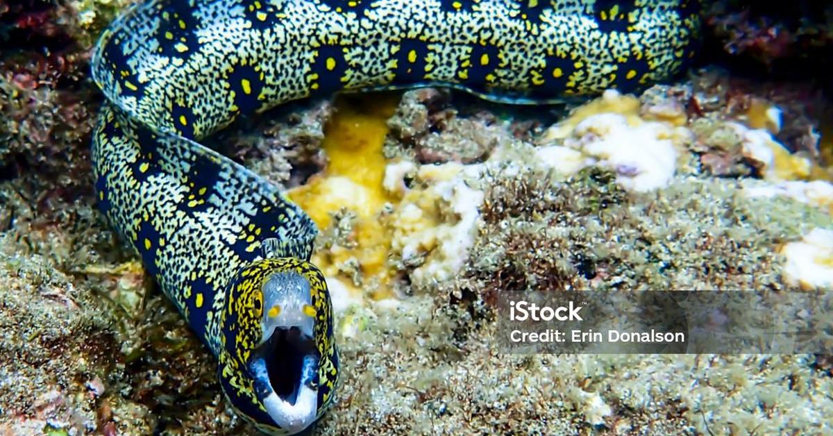 The Snowflake Eel, a beautiful species also known as Belut Salju in Bahasa Indonesia.