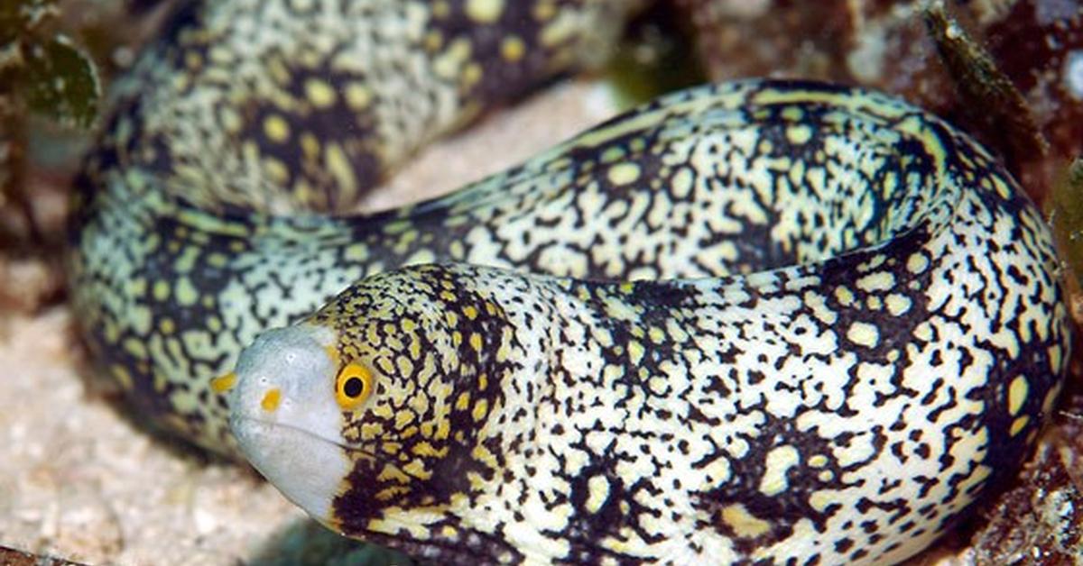 The Snowflake Eel in its natural beauty, locally called Belut Salju.