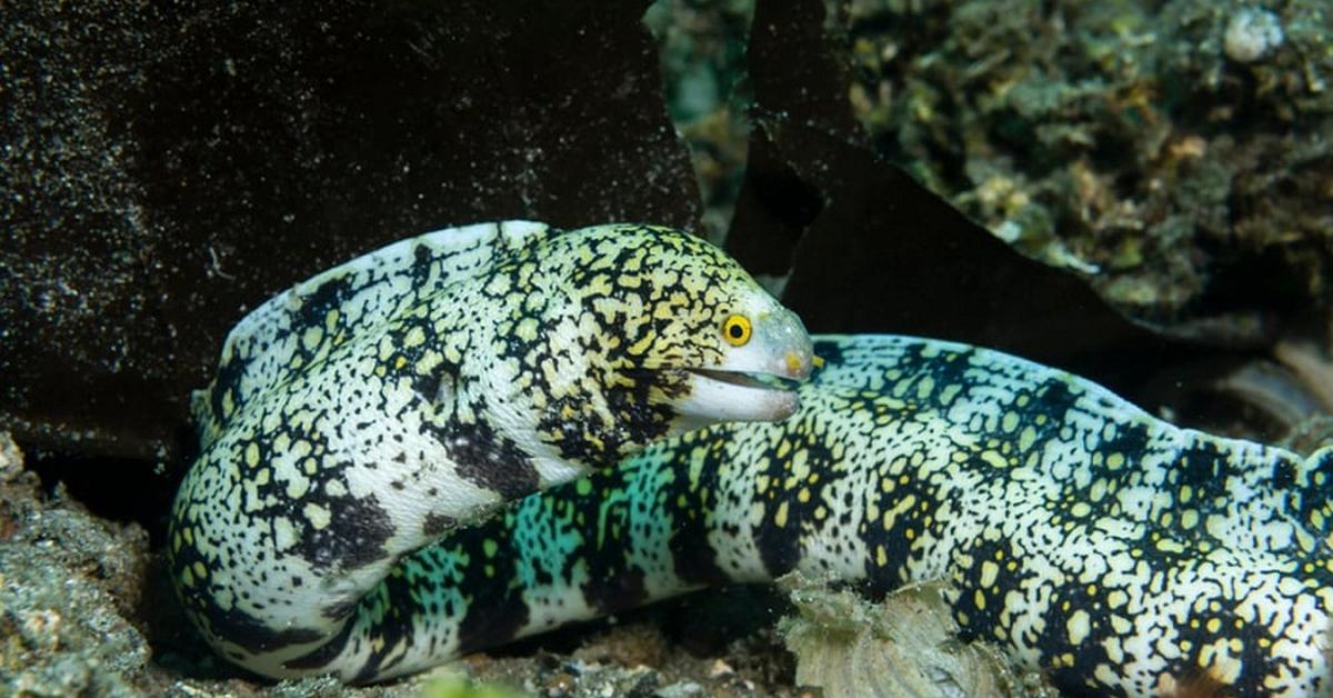 A look at the Snowflake Eel, also recognized as Belut Salju in Indonesian culture.