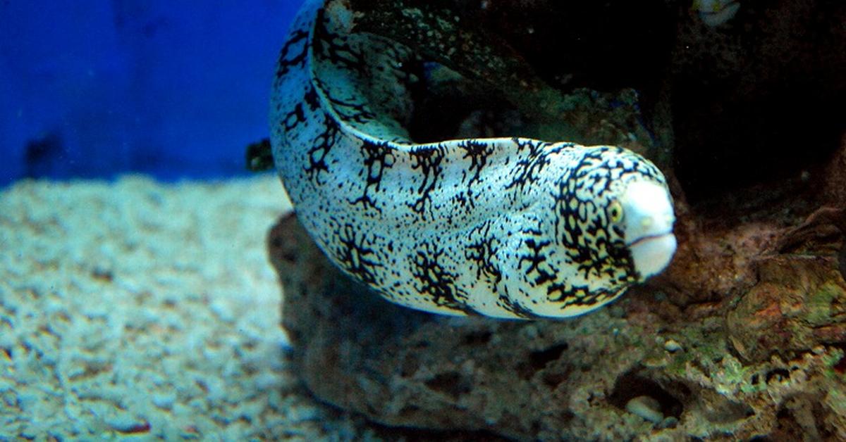 Natural elegance of the Snowflake Eel, scientifically termed Echidna nebulosa.