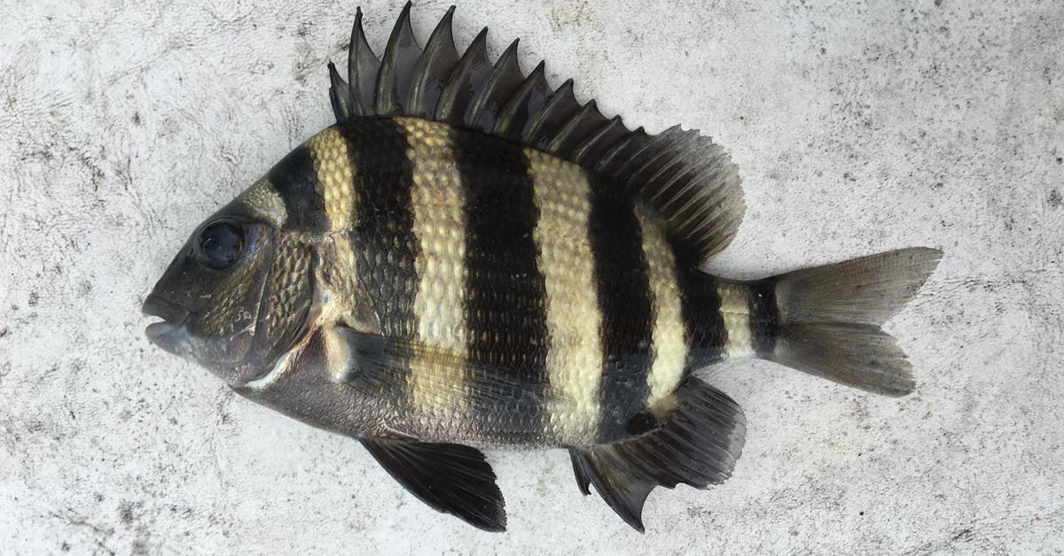 The majestic Sheepshead Fish, also called Ikan Sheepshead in Indonesia, in its glory.