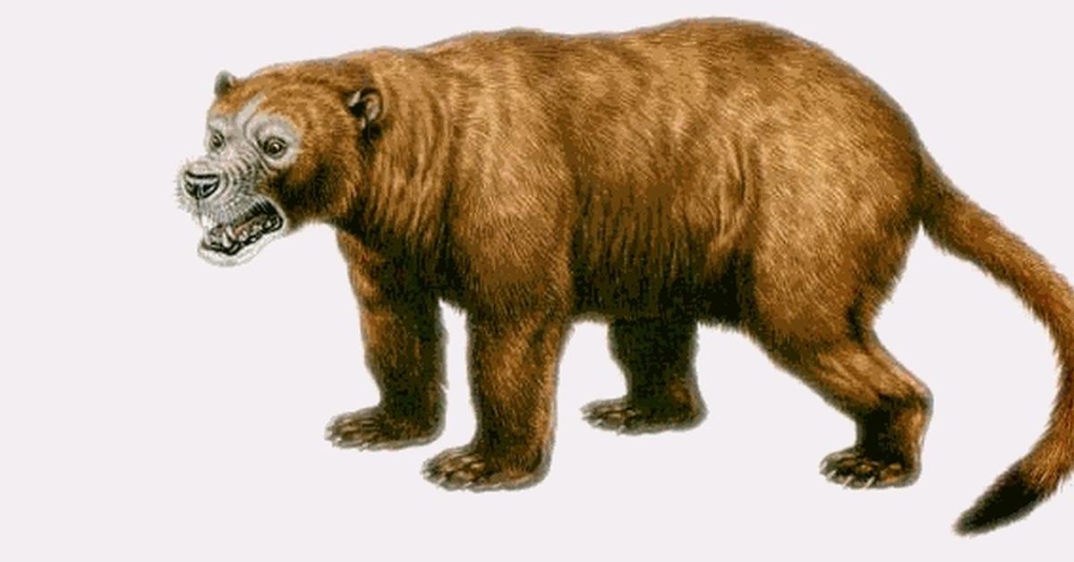 The remarkable Sarkastodon (S. henanensis), a sight to behold.