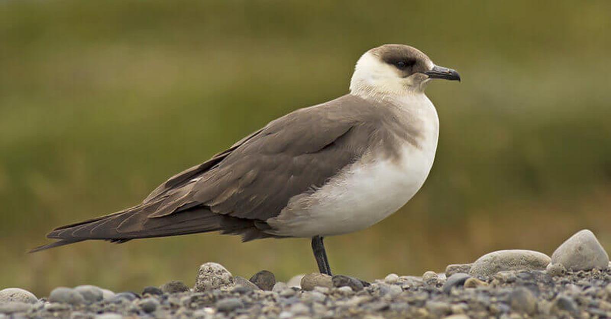 A beautiful representation of the Skua, scientifically Stercorariidae.