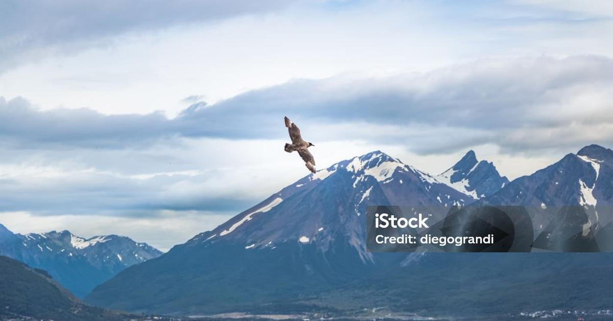 Snapshot of the intriguing Skua, scientifically named Stercorariidae.