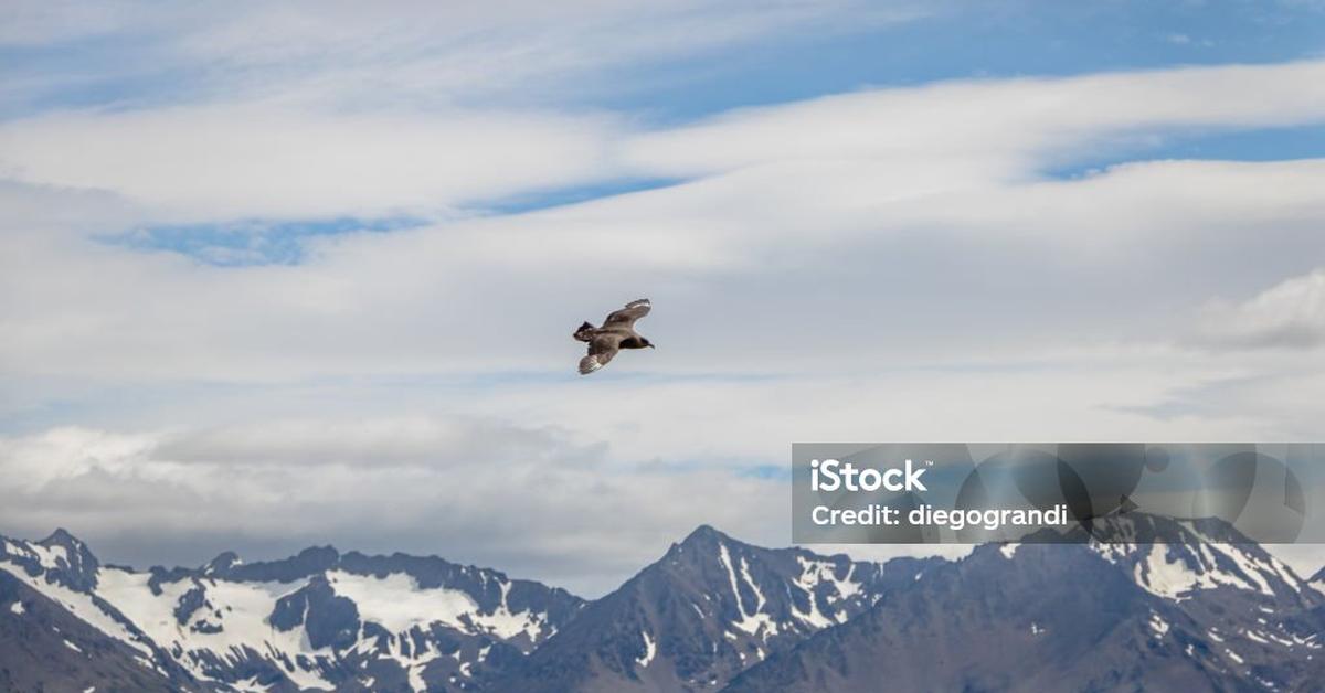 Elegant portrayal of the Skua, also known as Stercorariidae.