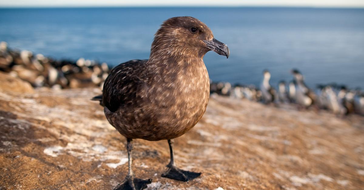 The majestic Skua, also called Burung Skua in Indonesia, in its glory.