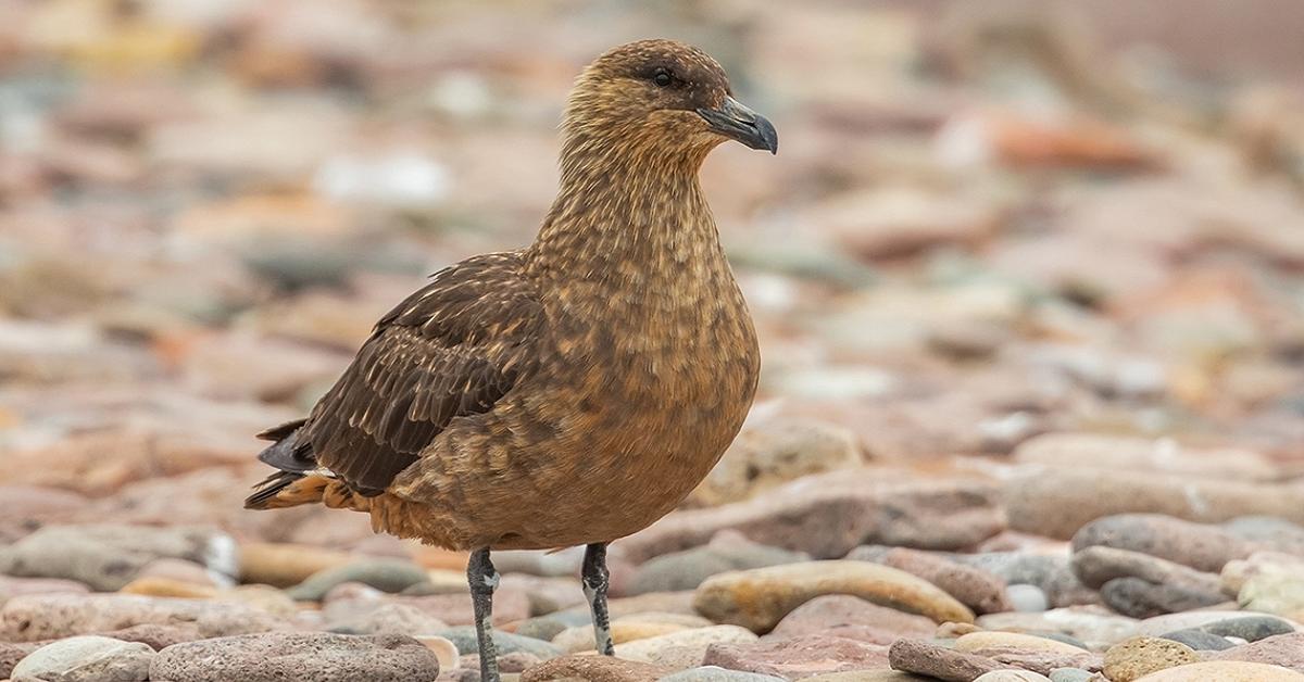 The Skua, a beautiful species also known as Burung Skua in Bahasa Indonesia.