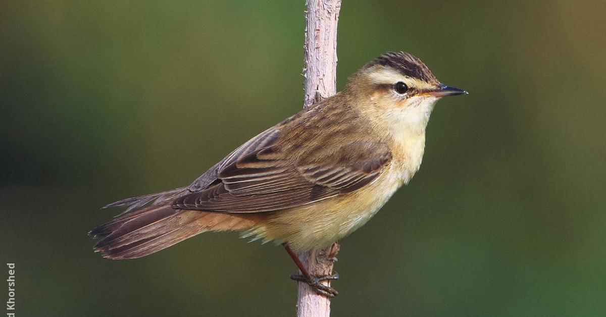 Snapshot of the intriguing Sedge Warbler, scientifically named Acrocephalus schoenobaenus.