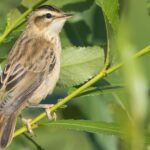 Stunning depiction of Sedge Warbler, also referred to as Acrocephalus schoenobaenus.