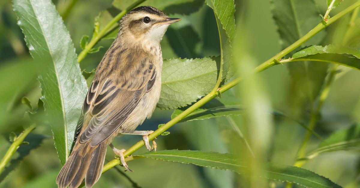 Stunning depiction of Sedge Warbler, also referred to as Acrocephalus schoenobaenus.