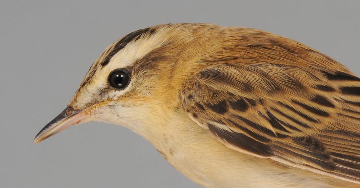 Captured beauty of the Sedge Warbler, or Acrocephalus schoenobaenus in the scientific world.