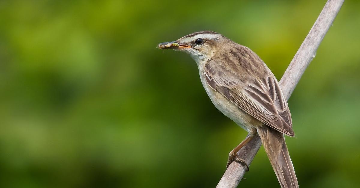 Elegant portrayal of the Sedge Warbler, also known as Acrocephalus schoenobaenus.