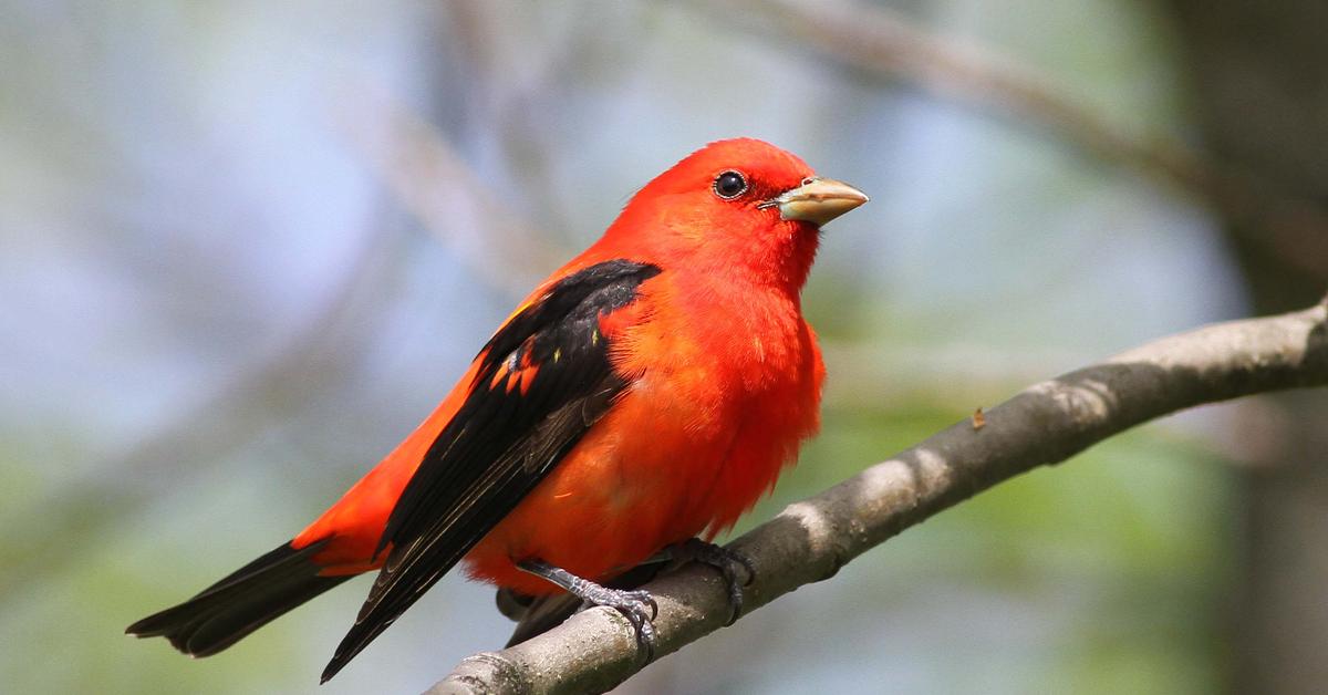 The remarkable Scarlet Tanager (Piranga olivacea), a sight to behold.