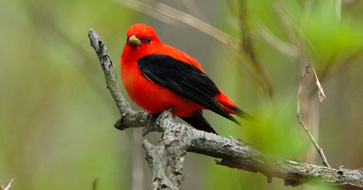 Captured moment of the Scarlet Tanager, in Indonesia known as Tanager Merah Jambu.