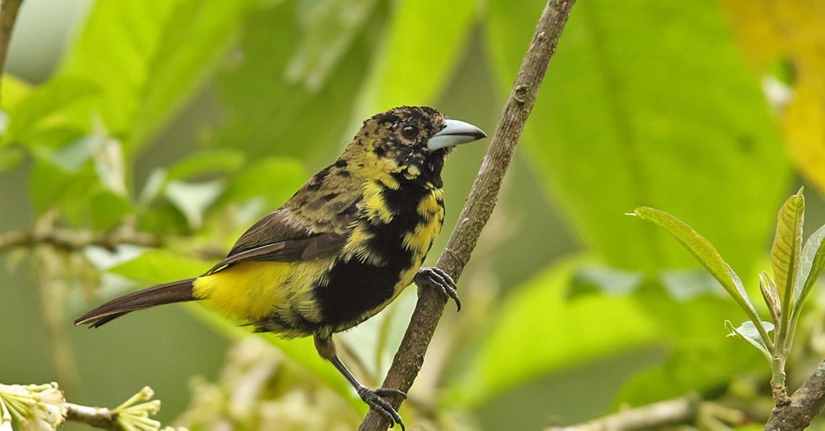 Captivating shot of the Scarlet Tanager, or Tanager Merah Jambu in Bahasa Indonesia.