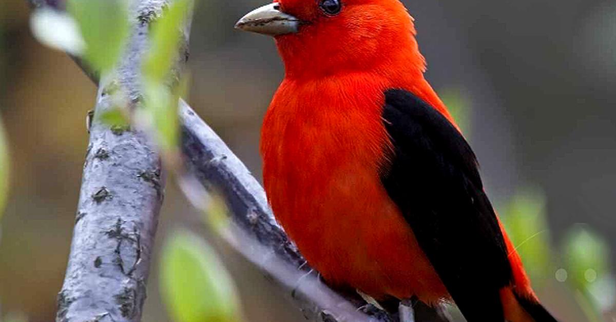 Elegant Scarlet Tanager in its natural habitat, called Tanager Merah Jambu in Indonesia.