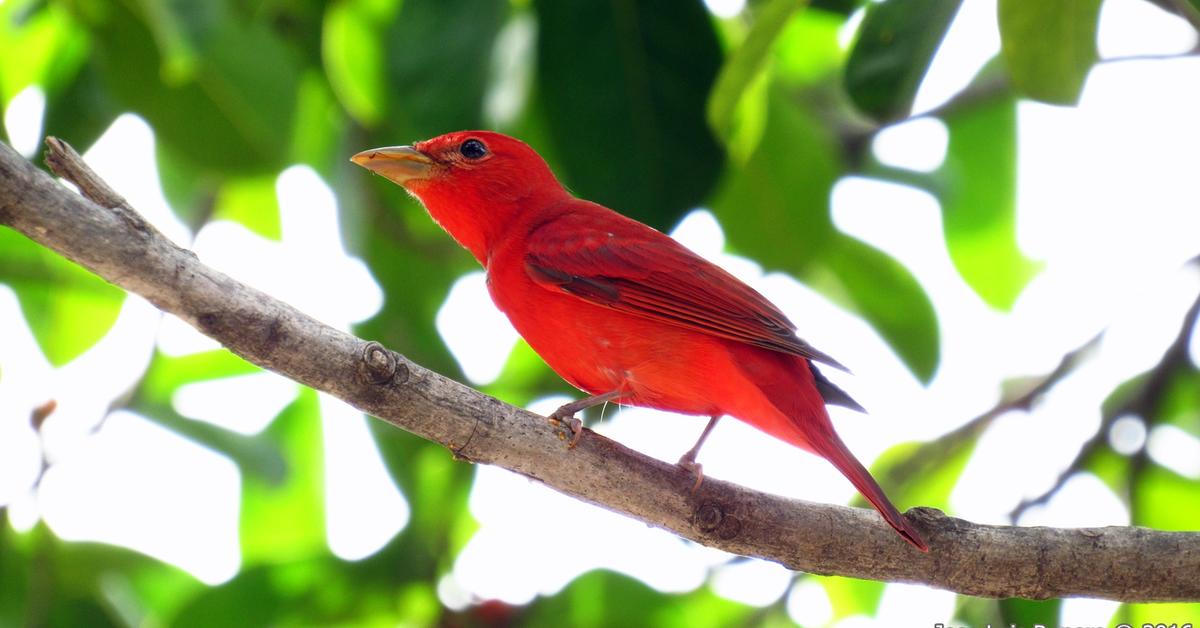 Natural elegance of the Summer Tanager, scientifically termed Piranga Rubra.