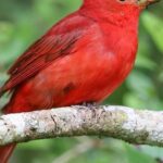 The Summer Tanager in its natural beauty, locally called Tanager Musim Panas.