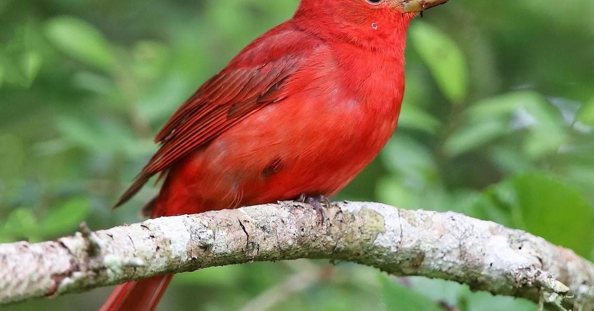 The Summer Tanager in its natural beauty, locally called Tanager Musim Panas.