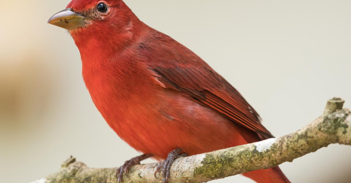 Glimpse of the Summer Tanager, known in the scientific community as Piranga Rubra.