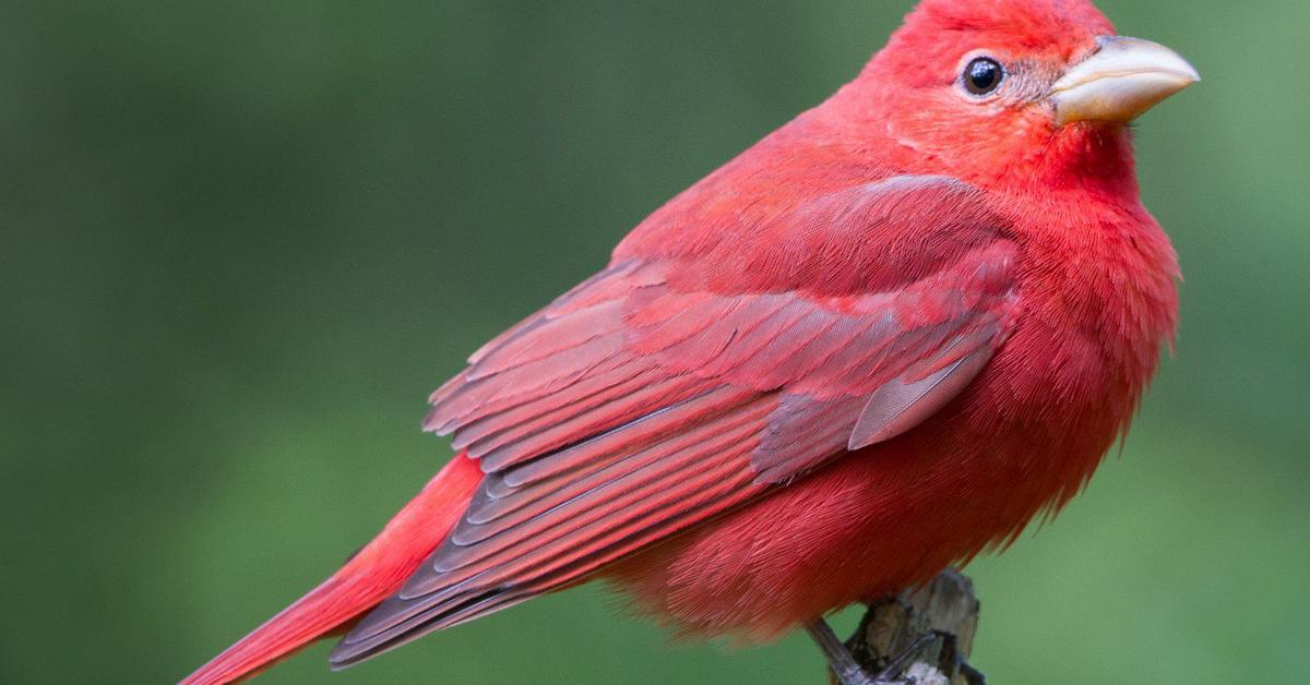 Stunning depiction of Summer Tanager, also referred to as Piranga Rubra.