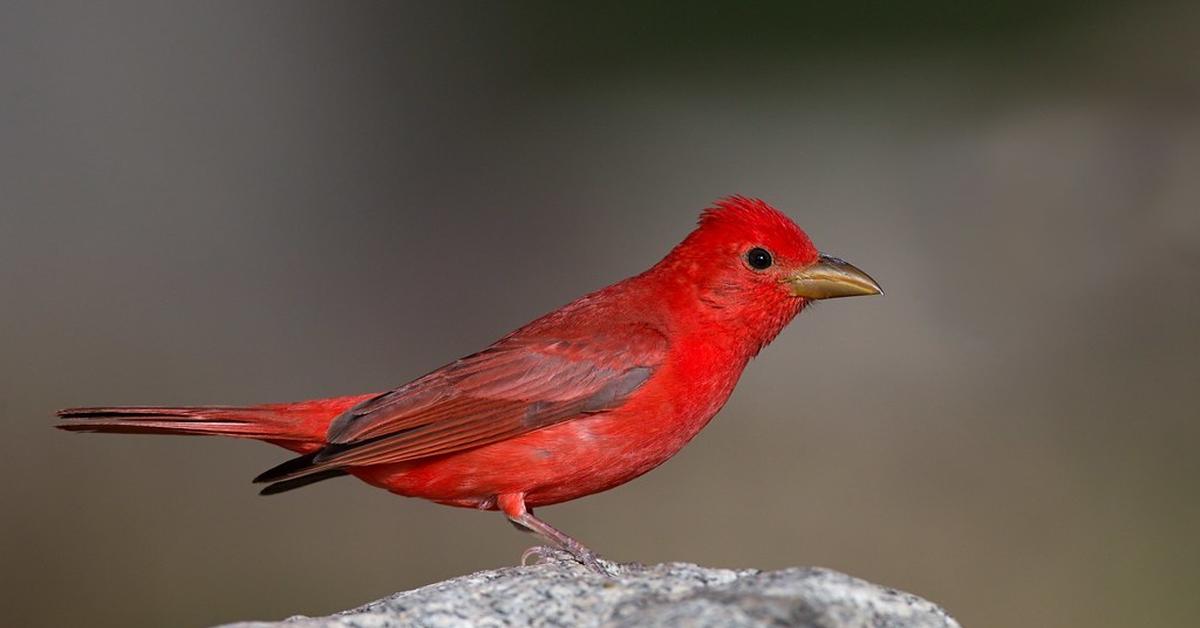 Visual of Summer Tanager, or Tanager Musim Panas in Indonesian, showcasing its beauty.