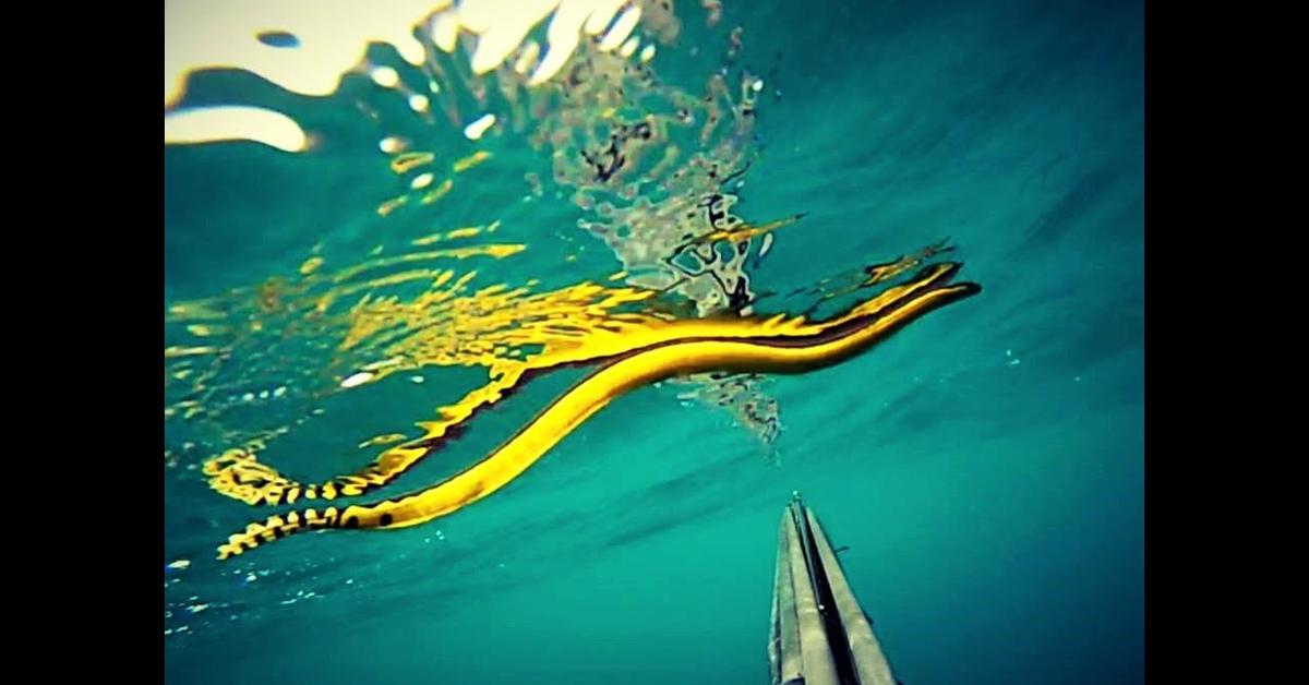 Graceful Sea Snake, a creature with the scientific name Hydrophiinae.