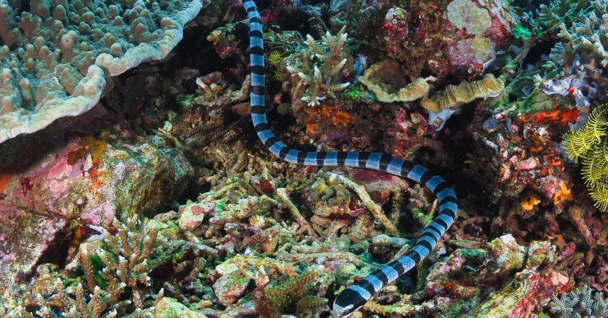 Engaging shot of the Sea Snake, recognized in Indonesia as Ular Laut.