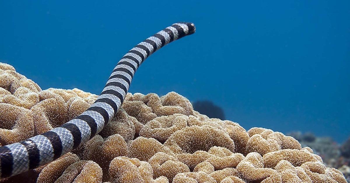 Enchanting Sea Snake, a species scientifically known as Hydrophiinae.