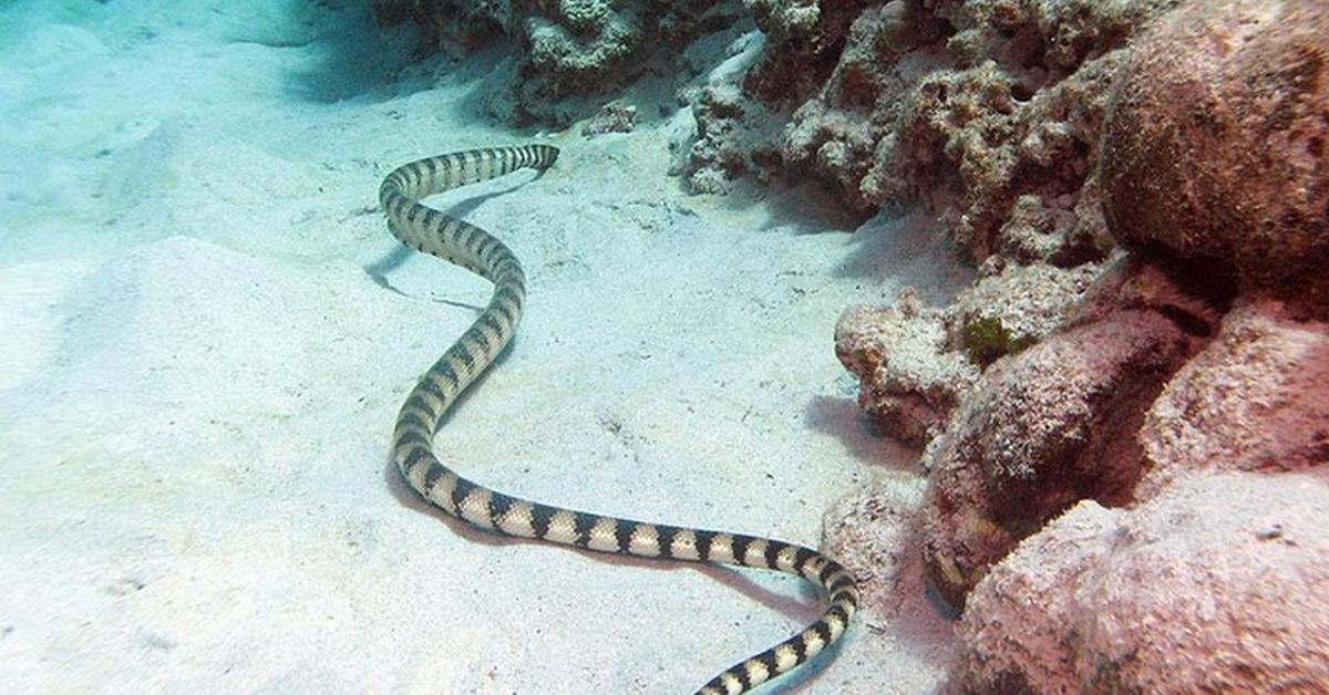 Portrait of a Sea Snake, a creature known scientifically as Hydrophiinae.