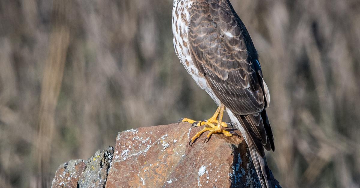 Iconic view of the Sharp-Shinned Hawk, or Accipiter striatus, in its habitat.