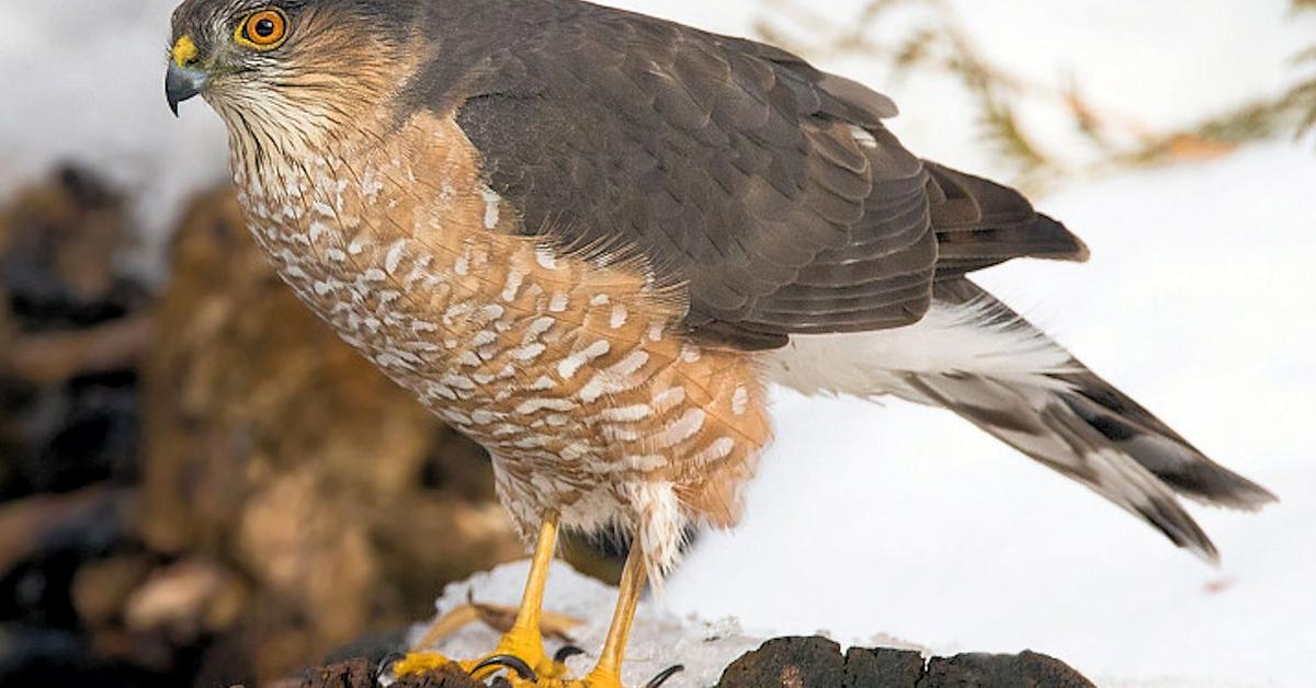 Glimpse of the Sharp-Shinned Hawk, known in the scientific community as Accipiter striatus.