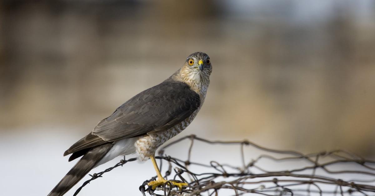 Engaging shot of the Sharp-Shinned Hawk, recognized in Indonesia as Elang Cakar Tajam.