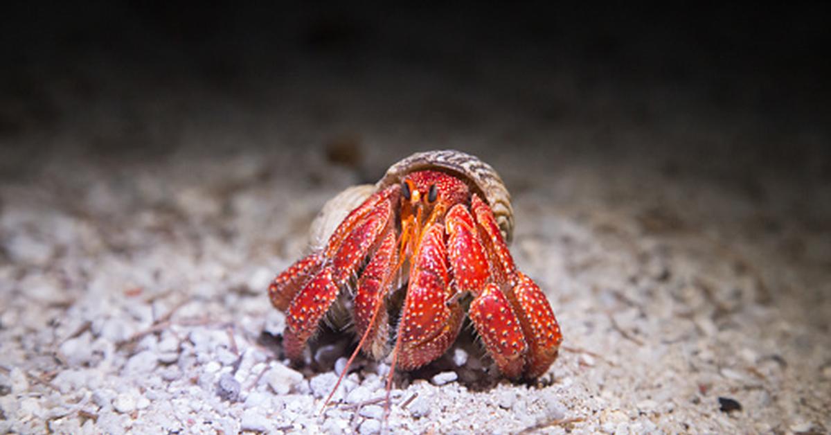 Stunning depiction of Strawberry Hermit Crab, also referred to as Coenobita perlatus.