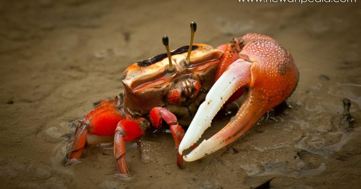 Iconic view of the Strawberry Hermit Crab, or Coenobita perlatus, in its habitat.