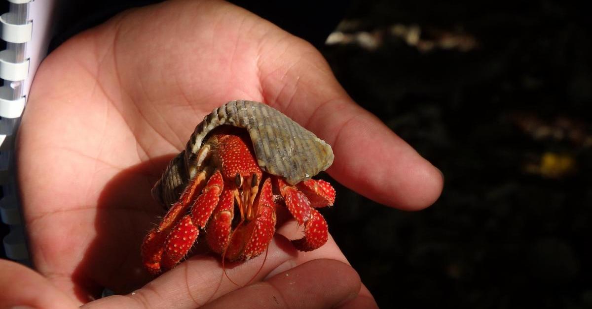 The Strawberry Hermit Crab in its natural beauty, locally called Kepiting Hermit Strawberry.