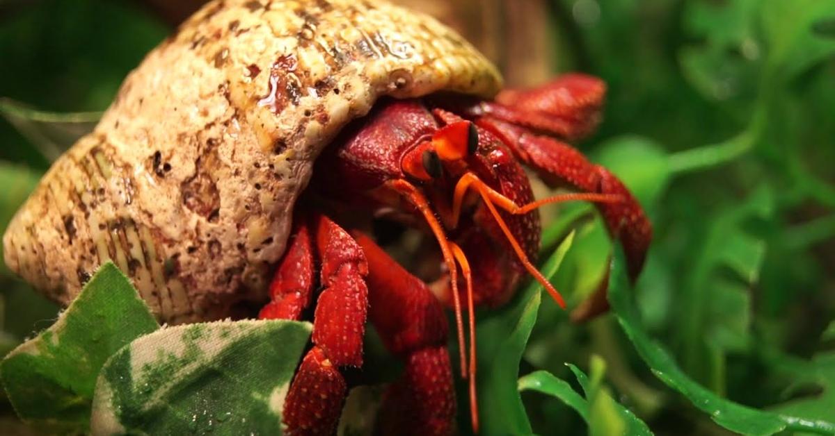 Stunning depiction of Strawberry Hermit Crab, also referred to as Coenobita perlatus.