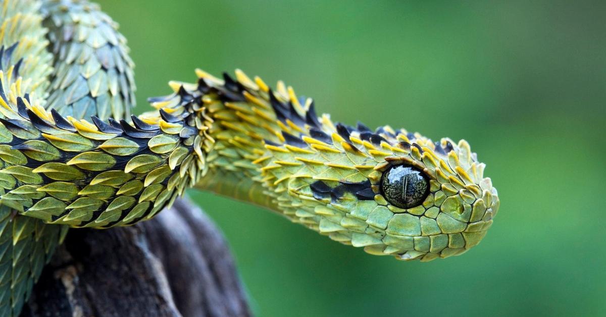 Stunning image of the Spiny Bush Viper (Atheris hispida), a wonder in the animal kingdom.