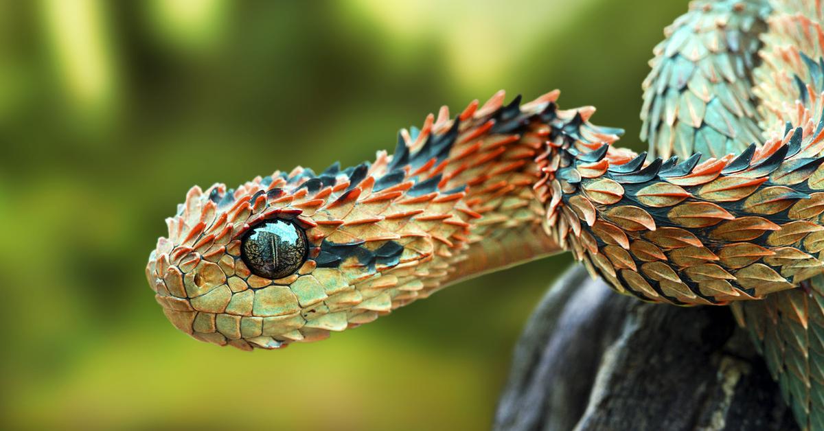 Vibrant snapshot of the Spiny Bush Viper, commonly referred to as Ular Berduri Semak in Indonesia.