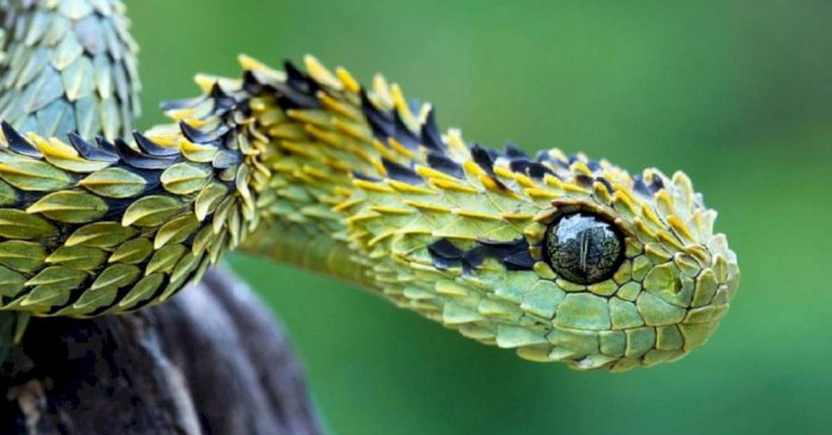 Unique portrayal of the Spiny Bush Viper, also called Ular Berduri Semak in Bahasa Indonesia.